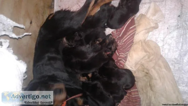 Rottweiler puppies for Sale