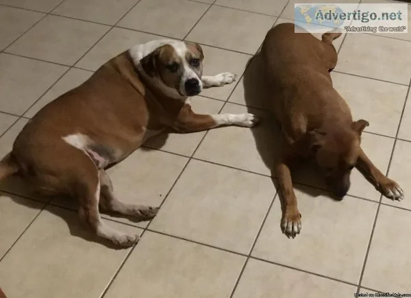 Need to find good home for my dogs