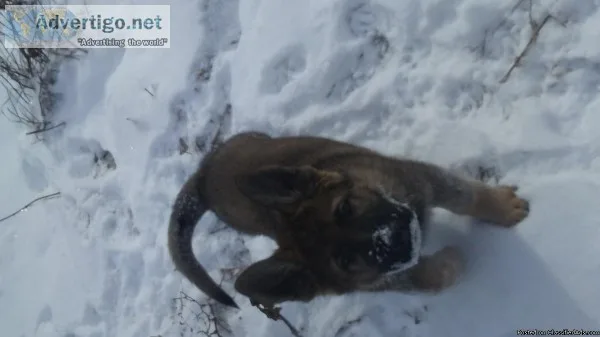 German Shepherd Puppies born 12-11-18