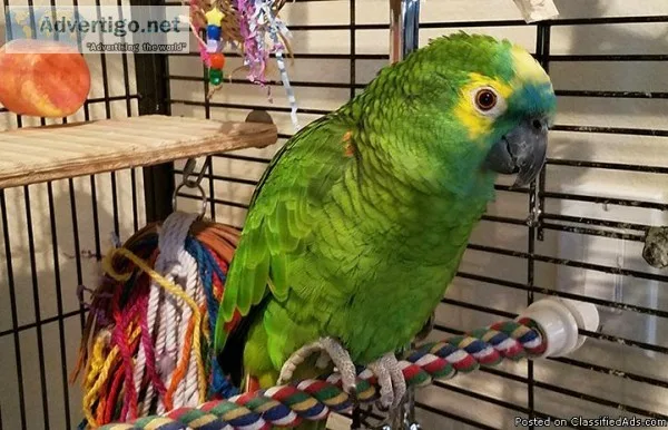 Cute Amazon parrot for bird lovers