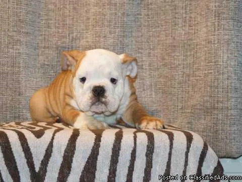 Gorgeous Litter Of English Bulldogs ready Now