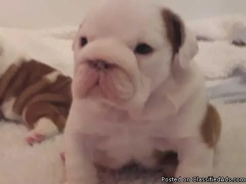 Quality AKc Reg Pups From Health Tested Parents