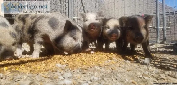 Juliana pot belly pig mix