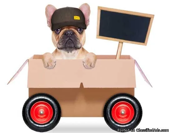 Pet Relocation to India from USA