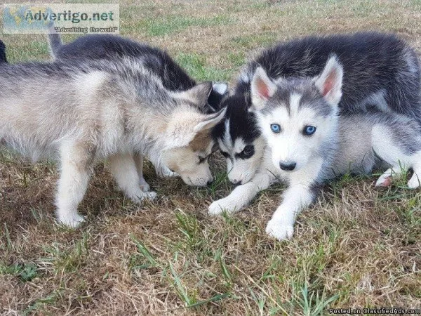 Siberian Husky puppy only 1 left