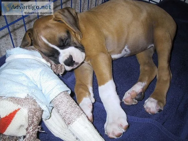 Adorable home trained boxer puppies avai
