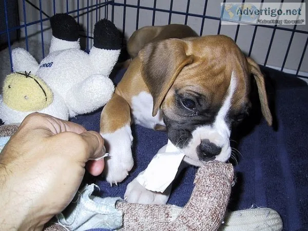 Adorable home trained boxer puppies avai