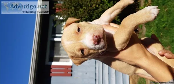 7 adorable puppies