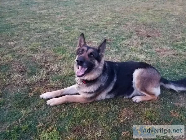 German Shepherd pups available soon