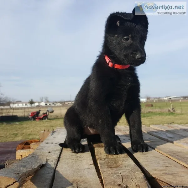 Akc German shepherd puppies