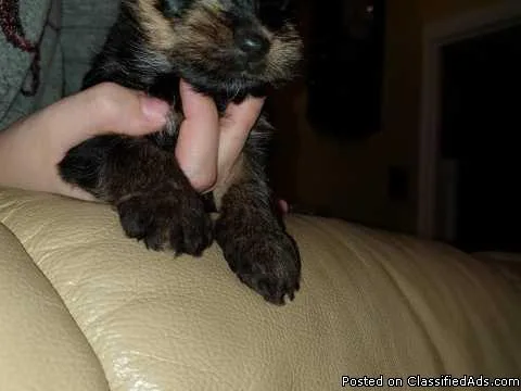 2 Yorkies For Adoption