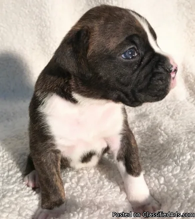 Charmy Boxer Puppies Available.