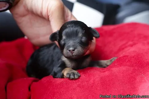  Maltipoo Puppies 