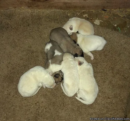 Livestock Guardian Dogs
