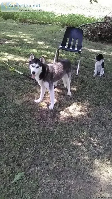 Full-blooded female Siberian Husky