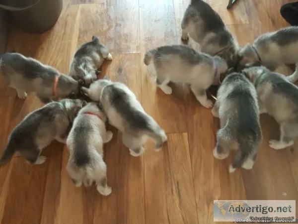 11 month old Siberian HuskyRetriever.