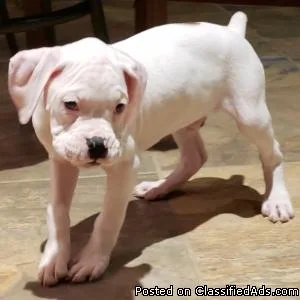 YOUN G 12 WEEKS OLD MALE AND FEMALE BOXER PUPPIES