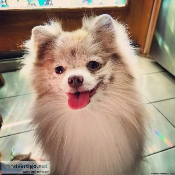 Pomeranian