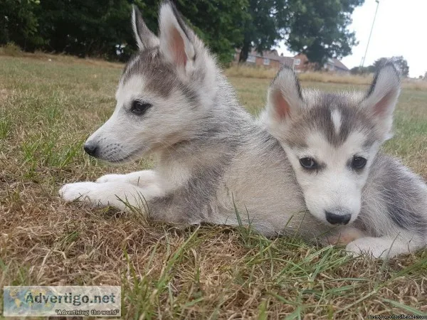 10 Month Purebred Red Siberian Husky