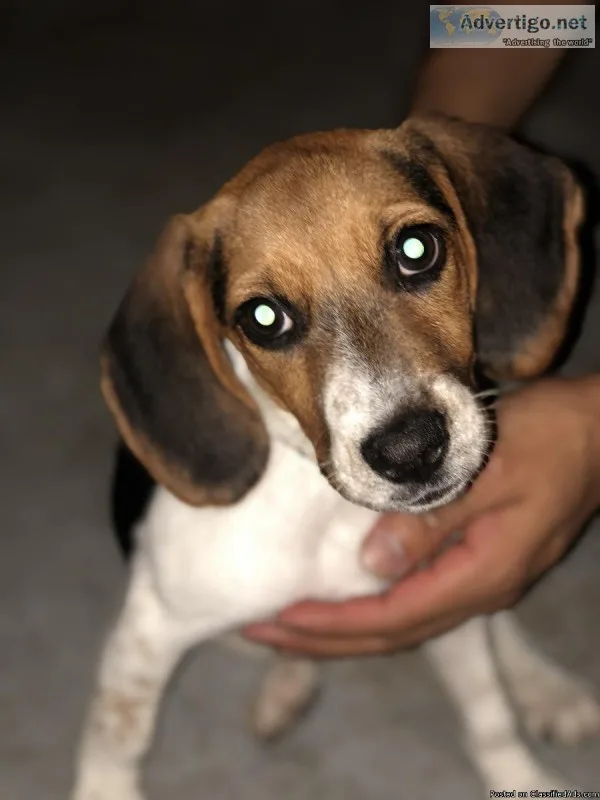 Playfull loving beagle