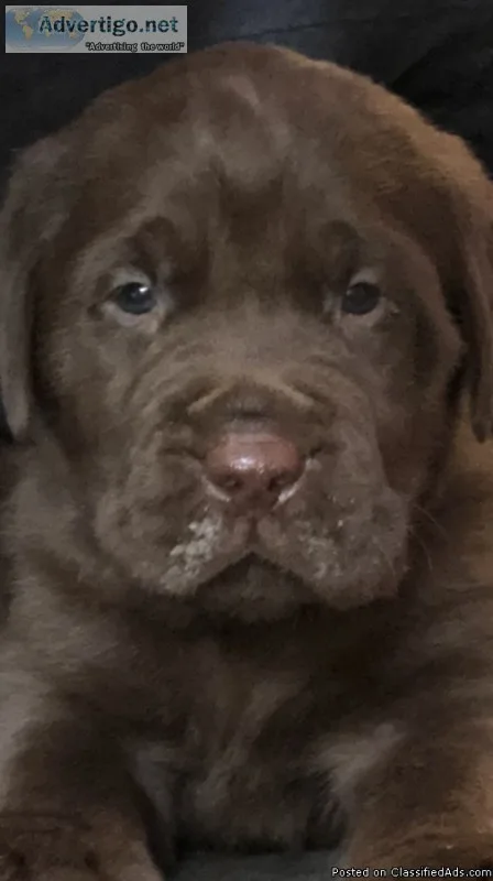 Akc Registered Lab Puppy