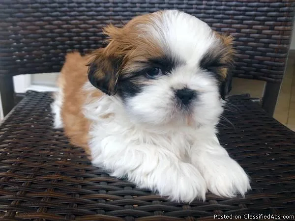 Super Adorable Shih Tzu Puppies