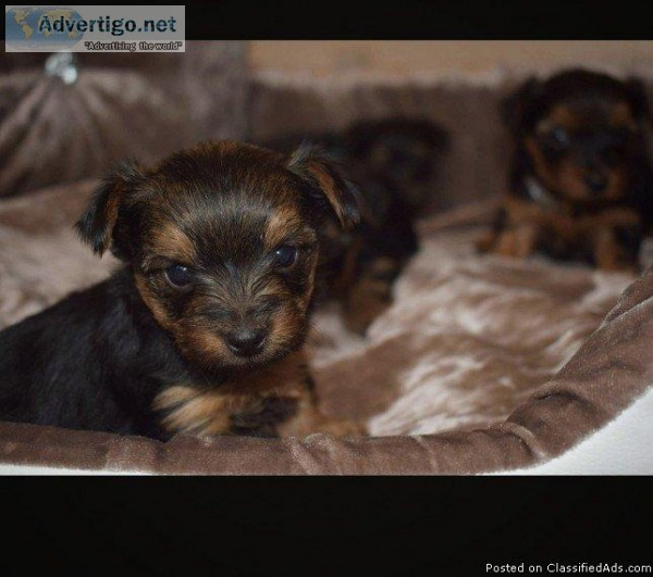 Adorable Teacup Yorkie Puppy - 11 weeks old