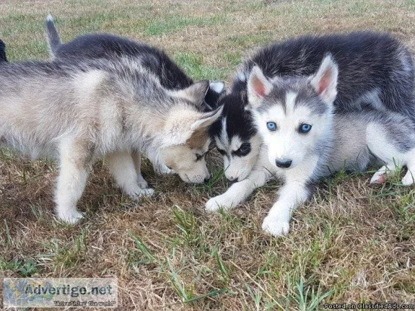 Huskies puppies for sale