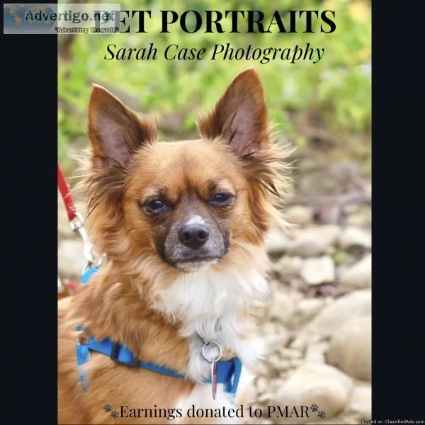 Pet Portraits
