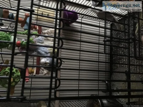 2 Beautiful Cockataiels 2 Parakeets plus cage