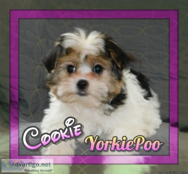 Cookie Female Yorkie Poo