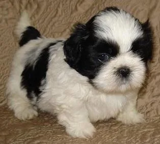 Gorgeous Teacup Shih Tzu puppies available