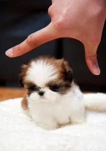 LIVER SHIH TZU