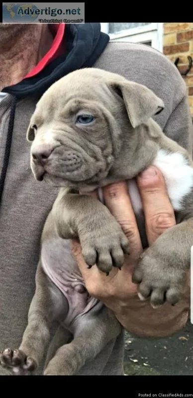 AKC Purebred Pitbull Puppies