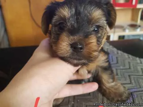 Loving Tea Cup Yorkie Puppies