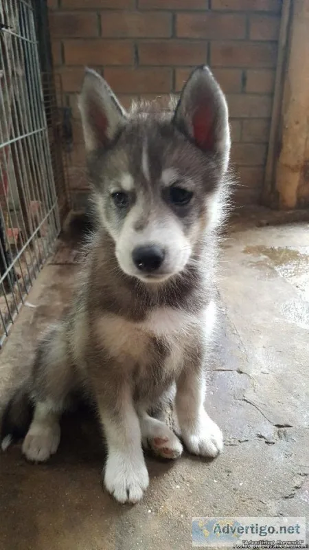 Siberian Husky Puppies