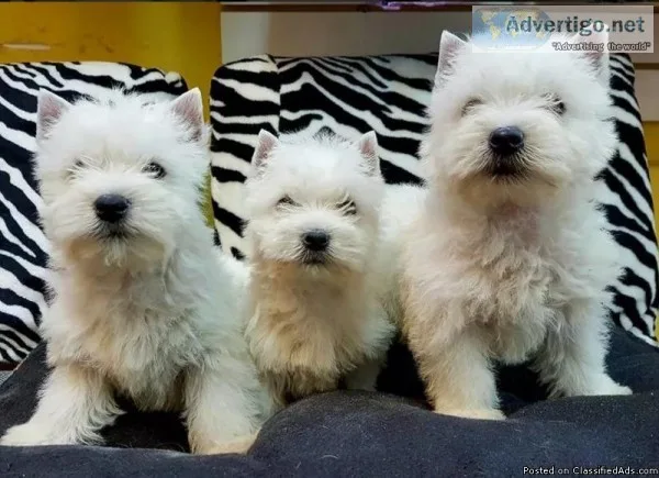 Designer Westiepoo Puppies