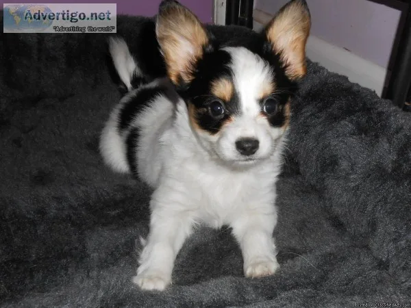 AKC Female Papillon Puppy For Sale