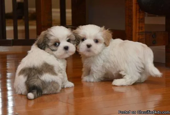 Two adorable 10 week old puppies Shih Tzu