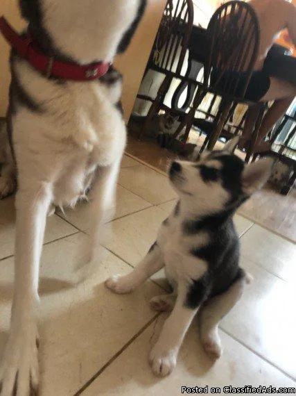 Longhaired German ShepherdSiberian Husky Hybrid Puppies