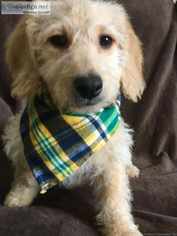 labradoodle puppies