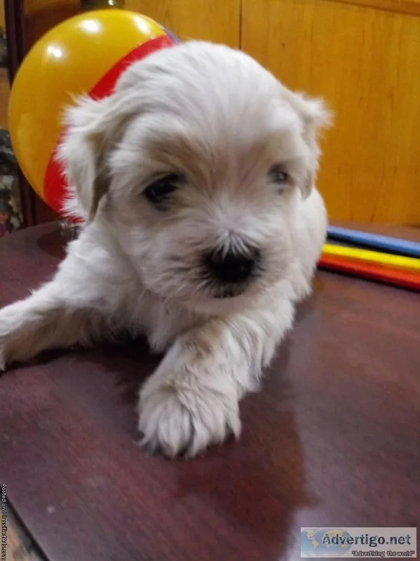 Shichon puppies( Chloe Boy 2)