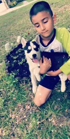 Family raised Pure Siberian Husky puppies