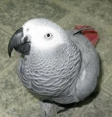 African Grey Parrots