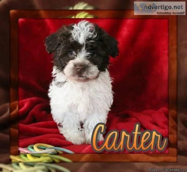 Carter Male AKC Havanese