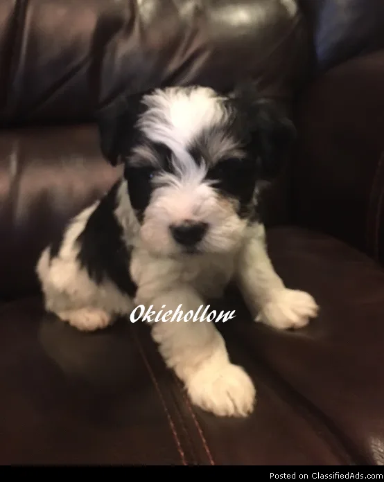 T-Cup and Toy Schnauzers