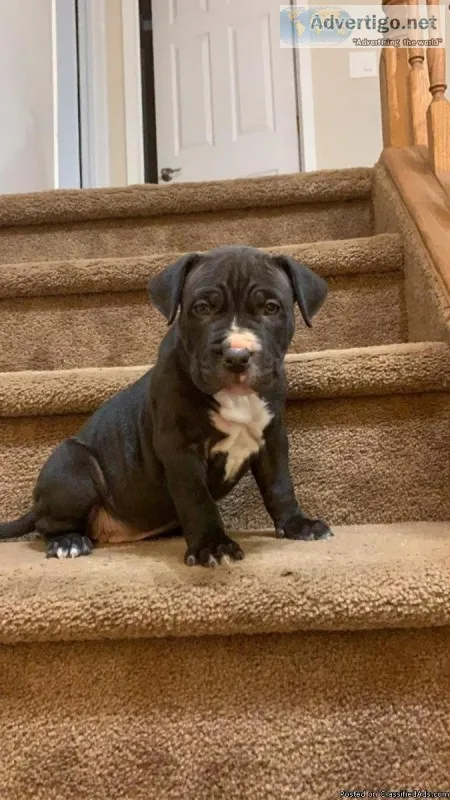 Blue nose pitbull puppies available