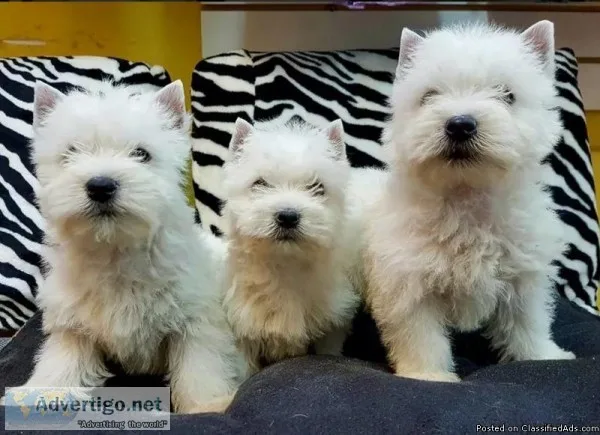 SPECIALSPECIA L Shih tzu X West highland