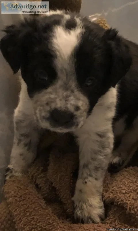 Border Collie Heeler Mix