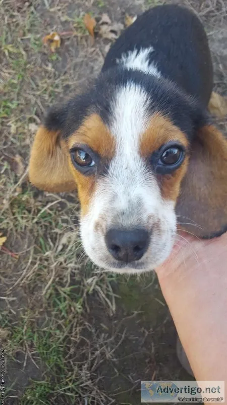 Beagle female